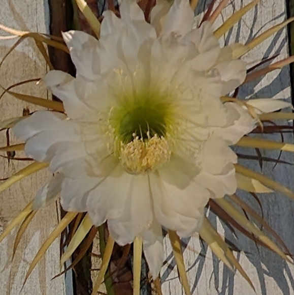 BOUTIQUE TAGS / NWT & NWOT - Picture 4 of 4